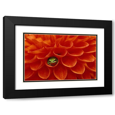Pacific Chorus frog in dahlia Black Modern Wood Framed Art Print with Double Matting by Kirkland, Dennis