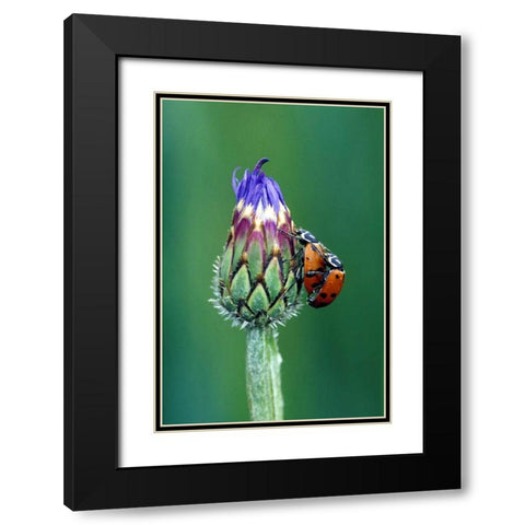 Close-up of mating ladybugs Black Modern Wood Framed Art Print with Double Matting by Kirkland, Dennis