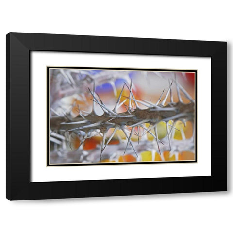 Detail of crown of thorns plant Black Modern Wood Framed Art Print with Double Matting by Terrill, Steve