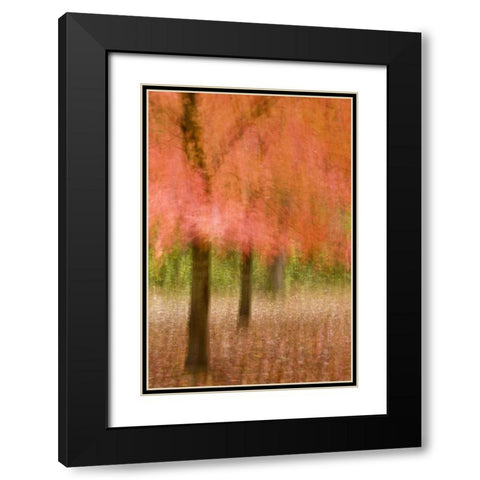 Impressionistic view of trees in autumn colors Black Modern Wood Framed Art Print with Double Matting by OBrien, Jay