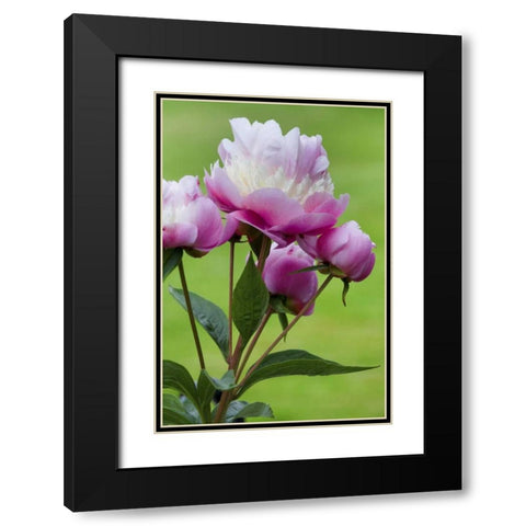 Detail of peony flowers Black Modern Wood Framed Art Print with Double Matting by Paulson, Don