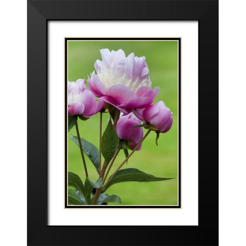 Detail of peony flowers Black Modern Wood Framed Art Print with Double Matting by Paulson, Don