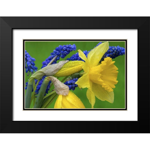 Detail of daffodil and hyacinth flowers Black Modern Wood Framed Art Print with Double Matting by Paulson, Don