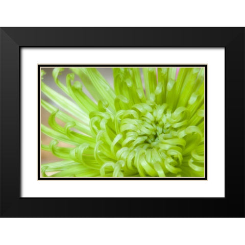 Close-up of spider chrysanthemum Black Modern Wood Framed Art Print with Double Matting by Paulson, Don