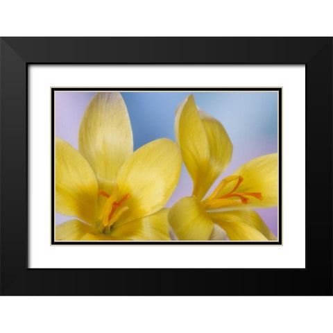 Detail of yellow crocus in spring Black Modern Wood Framed Art Print with Double Matting by Paulson, Don