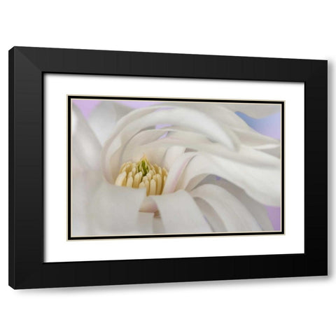 Detail of star magnolia flower Black Modern Wood Framed Art Print with Double Matting by Paulson, Don