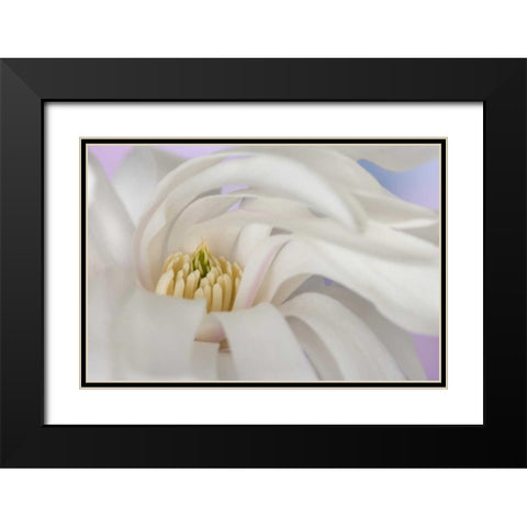 Detail of star magnolia flower Black Modern Wood Framed Art Print with Double Matting by Paulson, Don