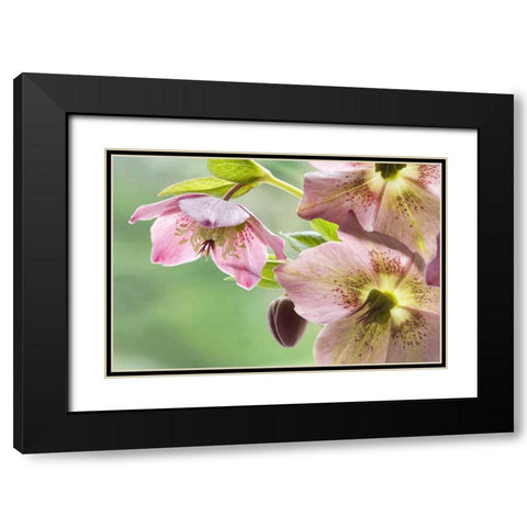 Close-up of hellebore flowers and bud Black Modern Wood Framed Art Print with Double Matting by Paulson, Don