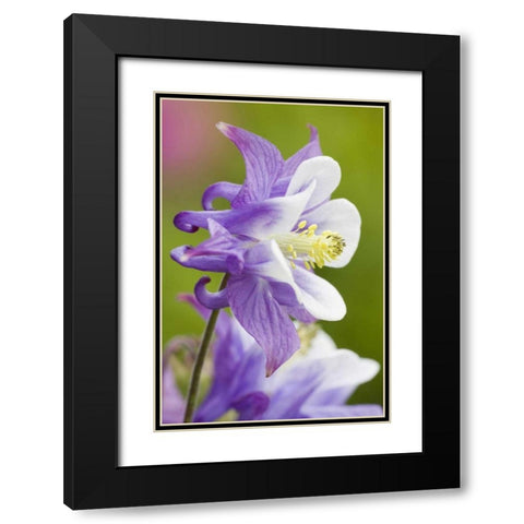 Columbine flower close-up in garden Black Modern Wood Framed Art Print with Double Matting by Paulson, Don
