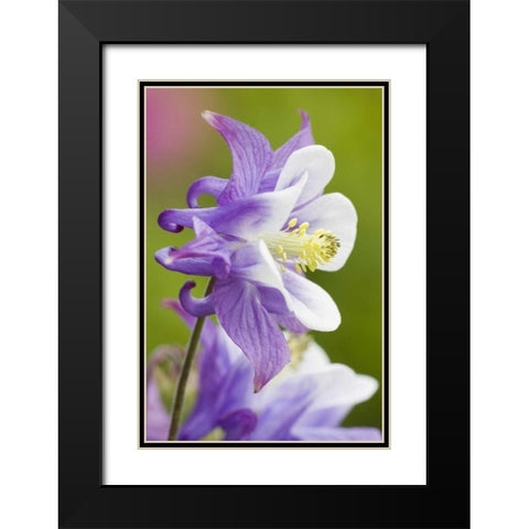 Columbine flower close-up in garden Black Modern Wood Framed Art Print with Double Matting by Paulson, Don