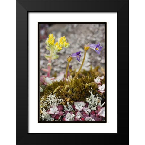 Close up of alpine flowers as ground cover Black Modern Wood Framed Art Print with Double Matting by Paulson, Don