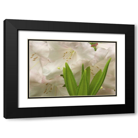 White rhododendron blossoms and leaves Black Modern Wood Framed Art Print with Double Matting by Paulson, Don