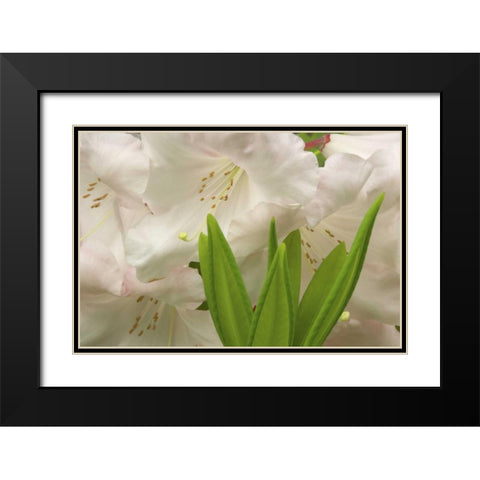 White rhododendron blossoms and leaves Black Modern Wood Framed Art Print with Double Matting by Paulson, Don