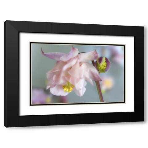 Close-up of columbine flowers Black Modern Wood Framed Art Print with Double Matting by Paulson, Don
