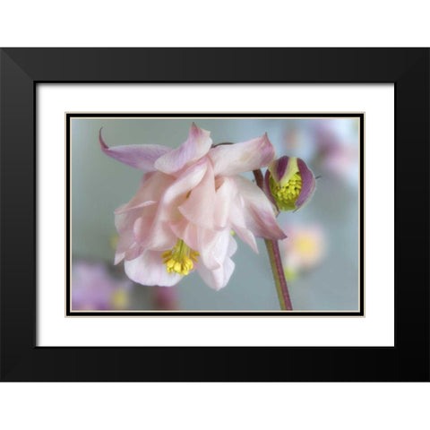 Close-up of columbine flowers Black Modern Wood Framed Art Print with Double Matting by Paulson, Don