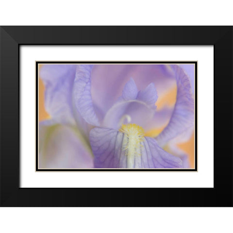 Close-up of iris blossom Black Modern Wood Framed Art Print with Double Matting by Paulson, Don