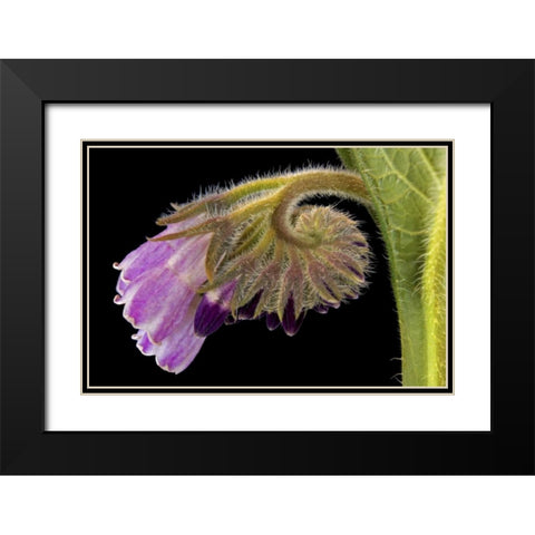 Close-up of borage blossom Black Modern Wood Framed Art Print with Double Matting by Paulson, Don
