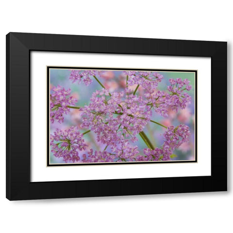 Close-up of hairy chervil flowers Black Modern Wood Framed Art Print with Double Matting by Paulson, Don