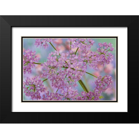 Close-up of hairy chervil flowers Black Modern Wood Framed Art Print with Double Matting by Paulson, Don