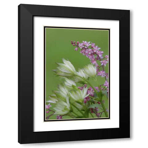 Pink heucherella and green astrantia flowers Black Modern Wood Framed Art Print with Double Matting by Paulson, Don