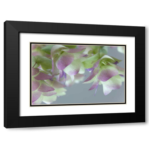 Close-up of ornamental oregano flowers Black Modern Wood Framed Art Print with Double Matting by Paulson, Don