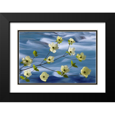 WA, Hood Canal Pacific dogwood blossoms Black Modern Wood Framed Art Print with Double Matting by Paulson, Don