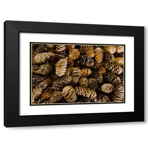 Pile of female pine cones Black Modern Wood Framed Art Print with Double Matting by Paulson, Don