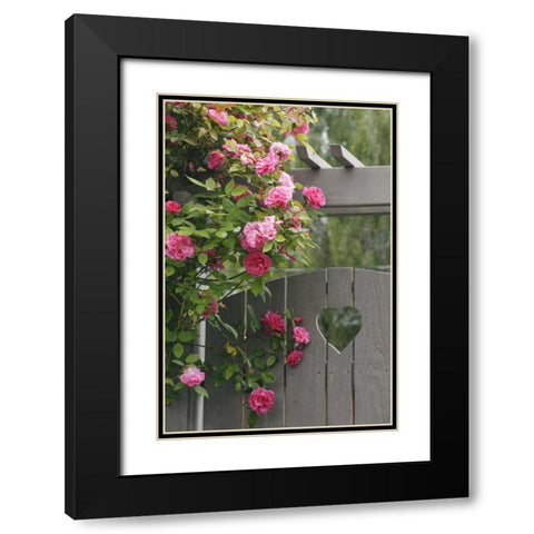 Garden gate with roses growing over it Black Modern Wood Framed Art Print with Double Matting by Paulson, Don