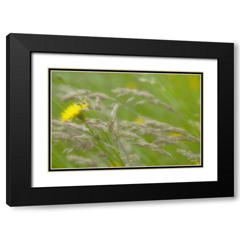 Close-up of dandelion flower and grass seedheads Black Modern Wood Framed Art Print with Double Matting by Paulson, Don