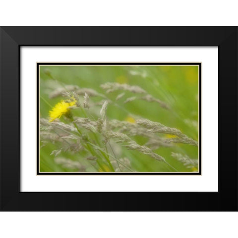 Close-up of dandelion flower and grass seedheads Black Modern Wood Framed Art Print with Double Matting by Paulson, Don