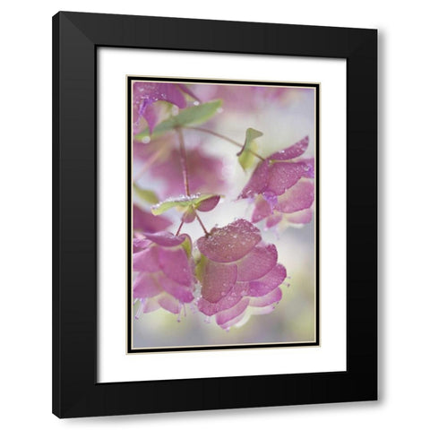 Ornamental oregano plant with dewdrops Black Modern Wood Framed Art Print with Double Matting by Paulson, Don