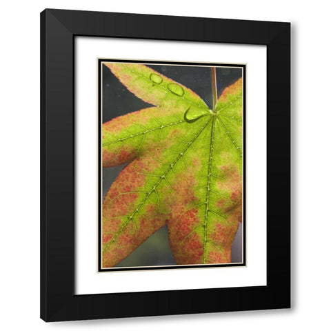 Maple leaf with dew on it Black Modern Wood Framed Art Print with Double Matting by Paulson, Don