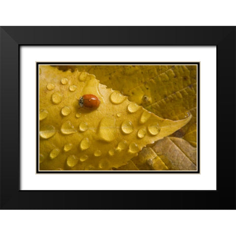 Ladybug on fall-colored leaf Black Modern Wood Framed Art Print with Double Matting by Paulson, Don