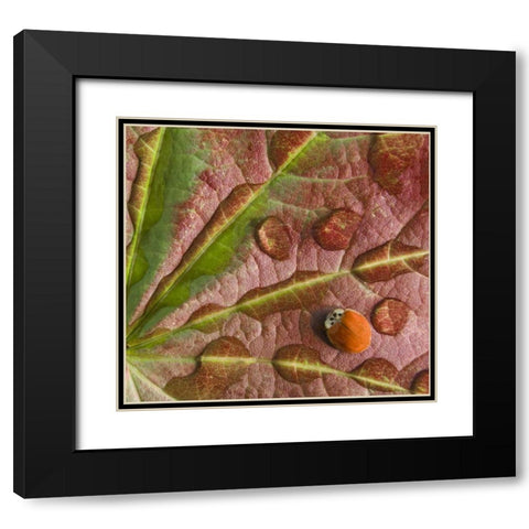 Ladybug on dewy maple leaf Black Modern Wood Framed Art Print with Double Matting by Paulson, Don