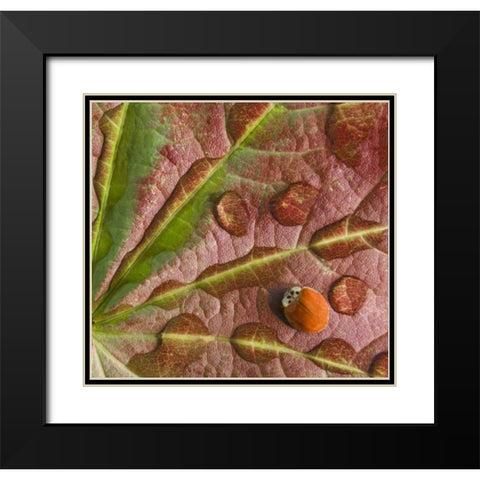 Ladybug on dewy maple leaf Black Modern Wood Framed Art Print with Double Matting by Paulson, Don