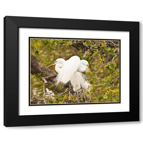 Great Egret, nesting Black Modern Wood Framed Art Print with Double Matting by Rotenberg, Nancy