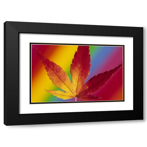 Abstract of autumn-colored Japanese maple leaf Black Modern Wood Framed Art Print with Double Matting by Satushek, Steve