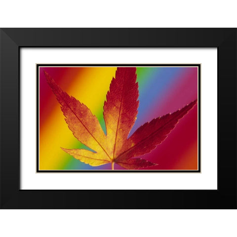 Abstract of autumn-colored Japanese maple leaf Black Modern Wood Framed Art Print with Double Matting by Satushek, Steve