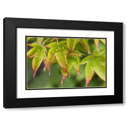 Maple leaves in the rain Black Modern Wood Framed Art Print with Double Matting by Paulson, Don
