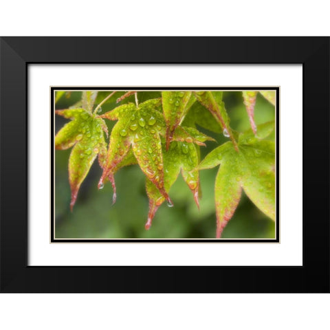 Maple leaves in the rain Black Modern Wood Framed Art Print with Double Matting by Paulson, Don