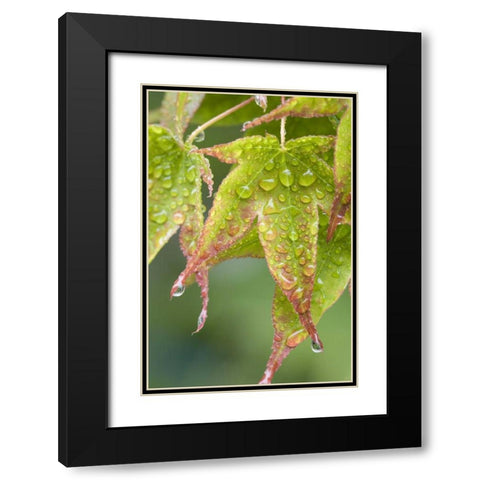 Nature Maple leaves in the rain Black Modern Wood Framed Art Print with Double Matting by Paulson, Don