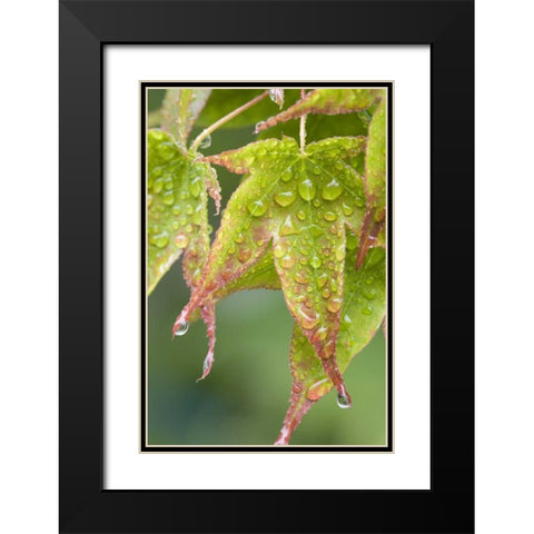 Nature Maple leaves in the rain Black Modern Wood Framed Art Print with Double Matting by Paulson, Don