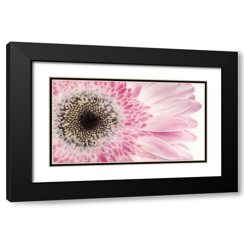Gerbera Daisy  Black Modern Wood Framed Art Print with Double Matting by Jaynes Gallery