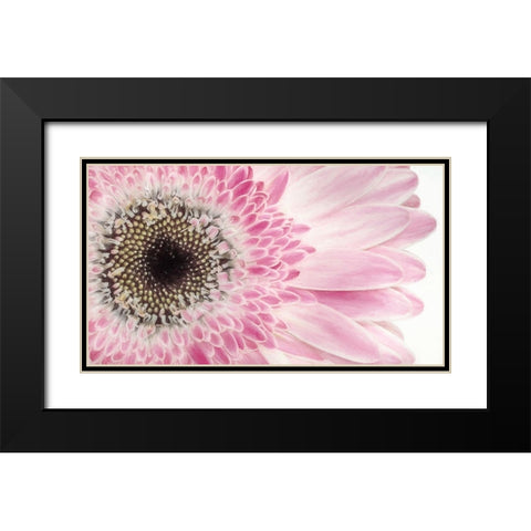 Gerbera Daisy  Black Modern Wood Framed Art Print with Double Matting by Jaynes Gallery