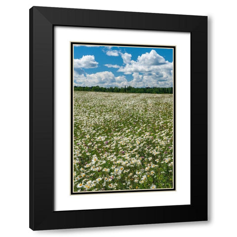 Canada Field of common daisy flowers Black Modern Wood Framed Art Print with Double Matting by Jaynes Gallery
