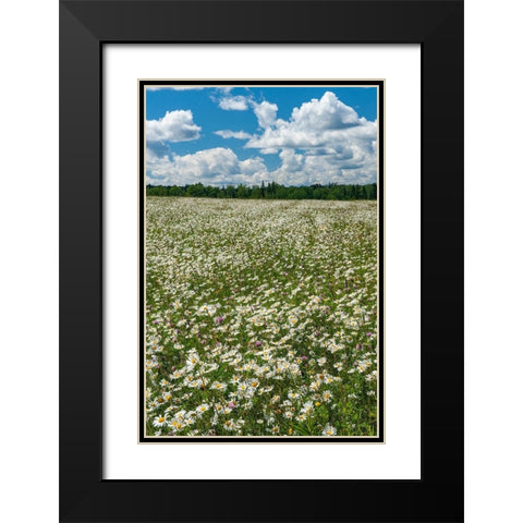 Canada Field of common daisy flowers Black Modern Wood Framed Art Print with Double Matting by Jaynes Gallery