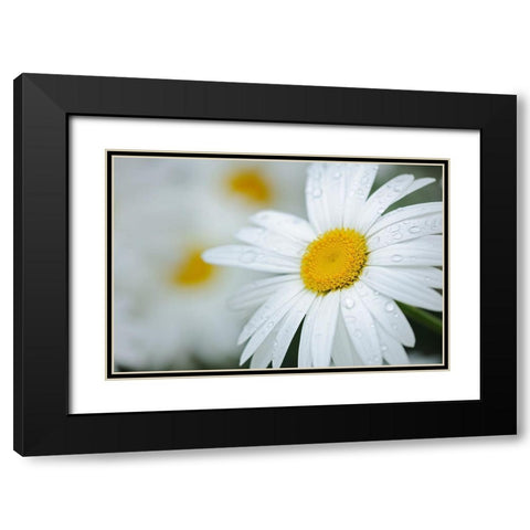Canada Close-up of dew on common daisy Black Modern Wood Framed Art Print with Double Matting by Jaynes Gallery
