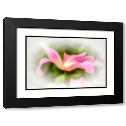 Abstract of pink flower petals Black Modern Wood Framed Art Print with Double Matting by Jaynes Gallery