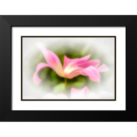 Abstract of pink flower petals Black Modern Wood Framed Art Print with Double Matting by Jaynes Gallery