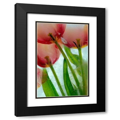 Tulips in ice Black Modern Wood Framed Art Print with Double Matting by Jaynes Gallery